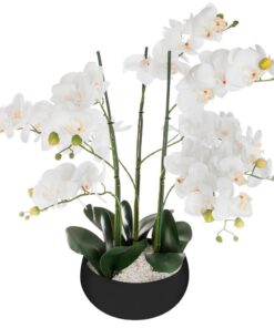 Orquídea olla cerámica negro H65